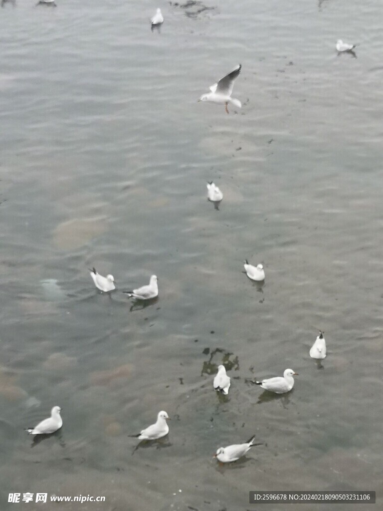 海鸥