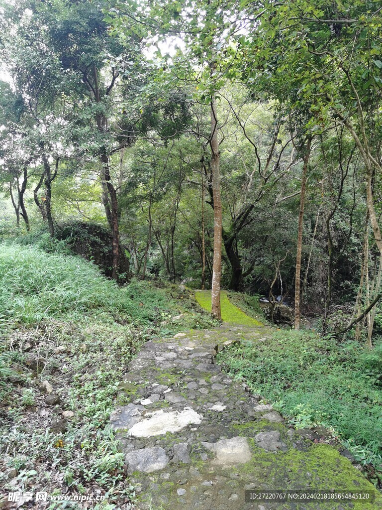 天然森林风景