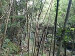 竹林 森林  溪流
