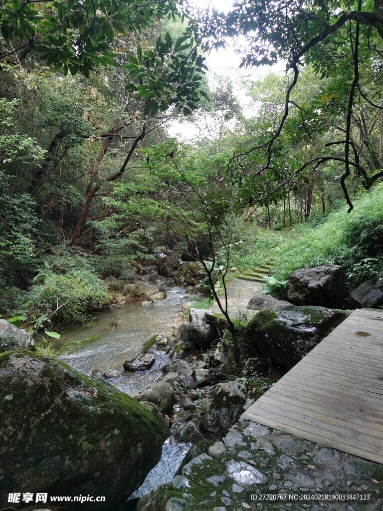 河流 茂密树林