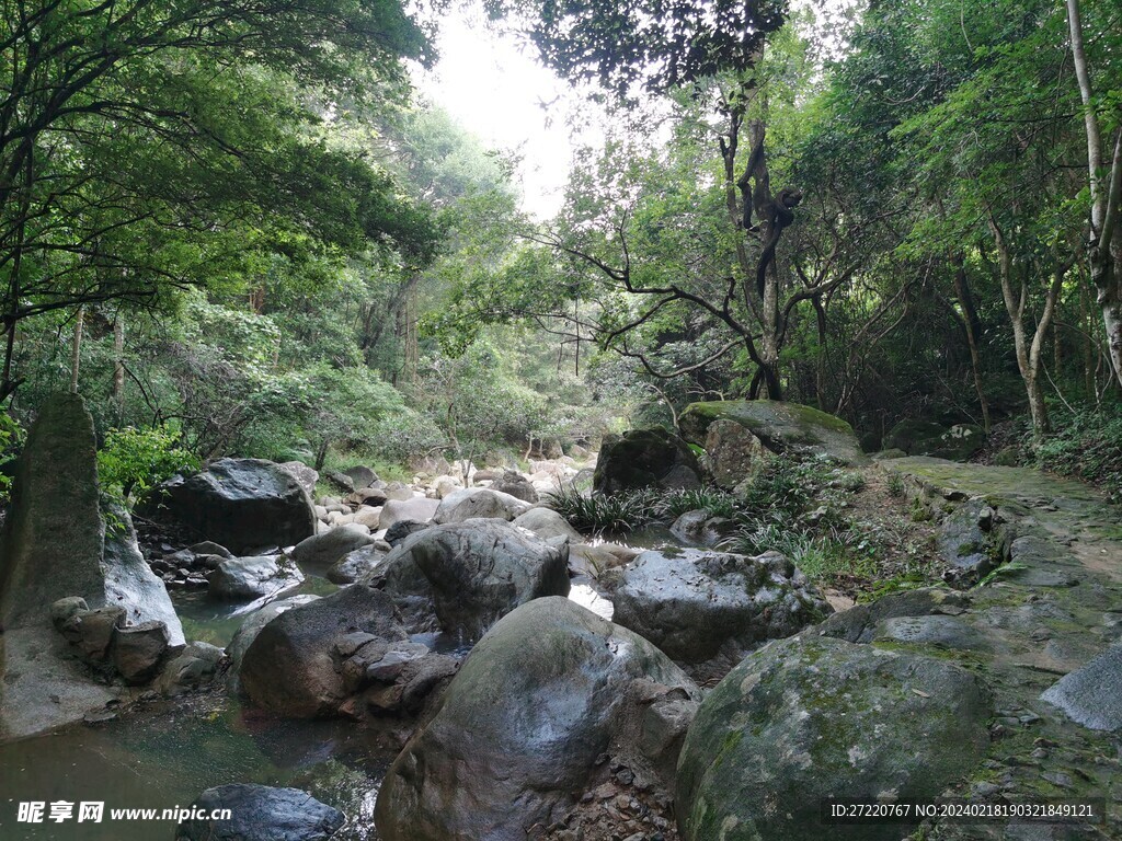 茂密森林 山间溪流