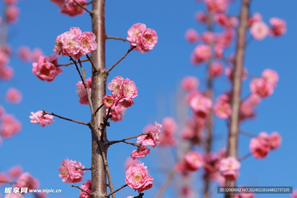 梅花