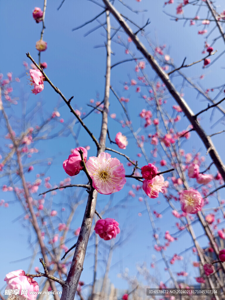 梅花