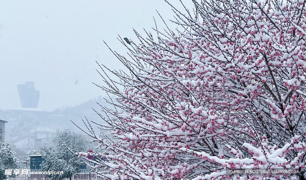 梅花