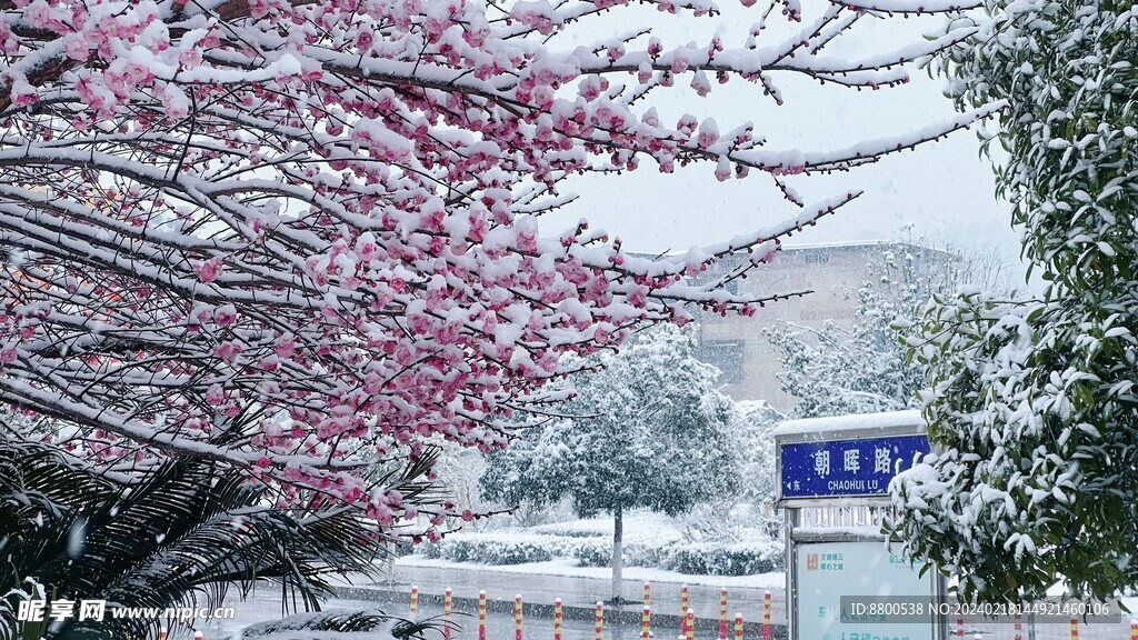 雪景