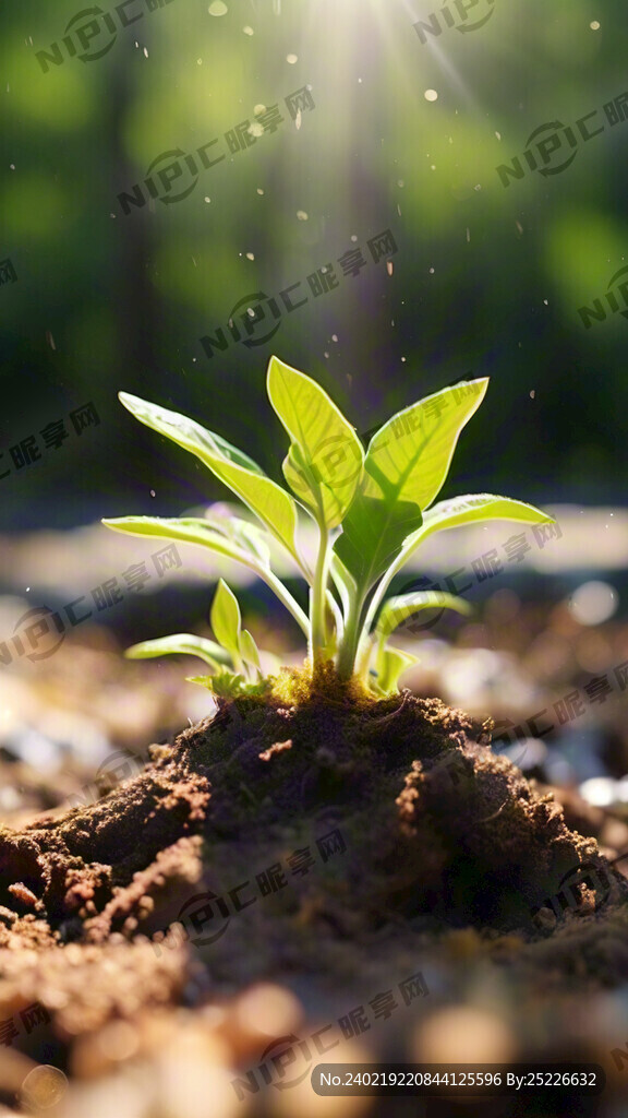 阳光嫩芽积极生长