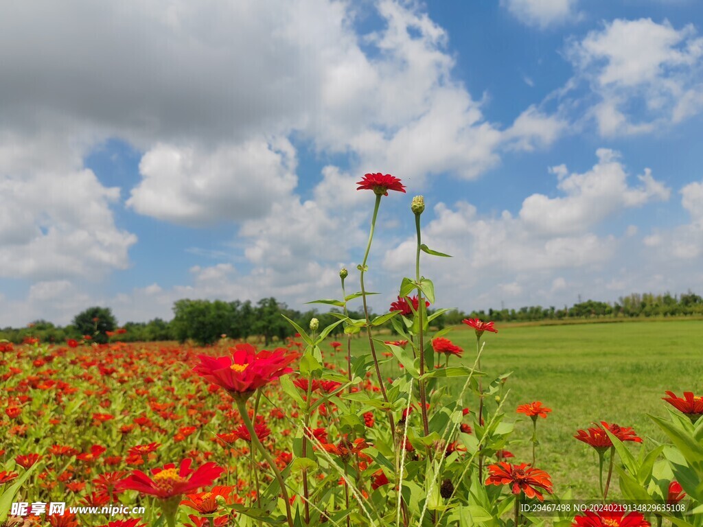 百日菊