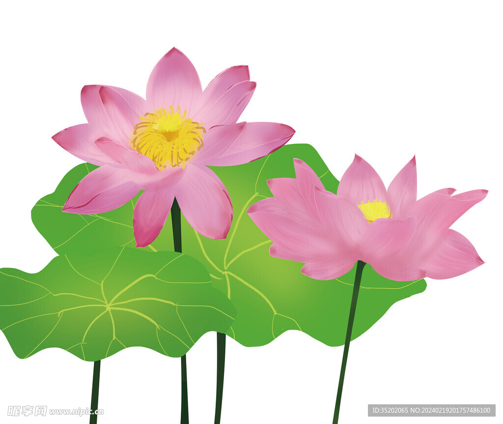 荷花
