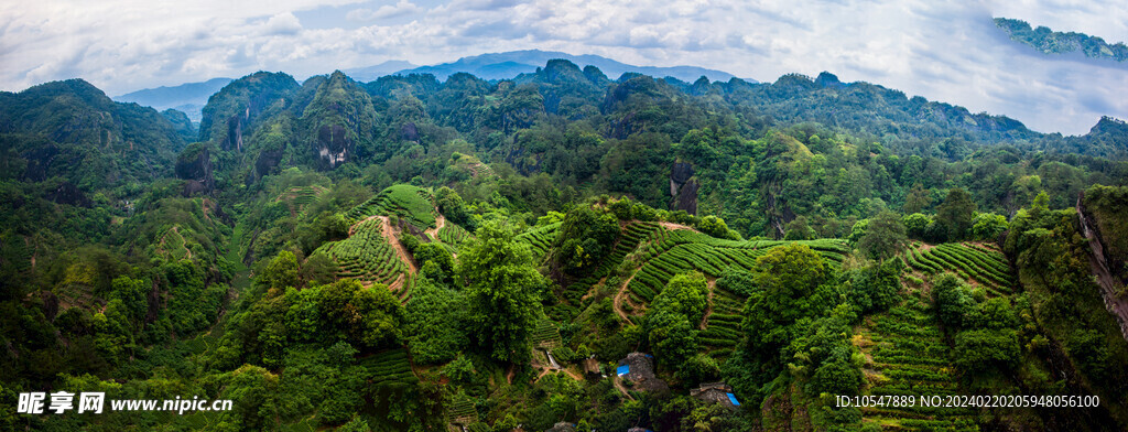 武夷山茶山全景图