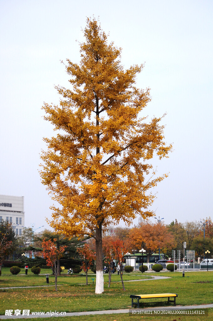 广场树