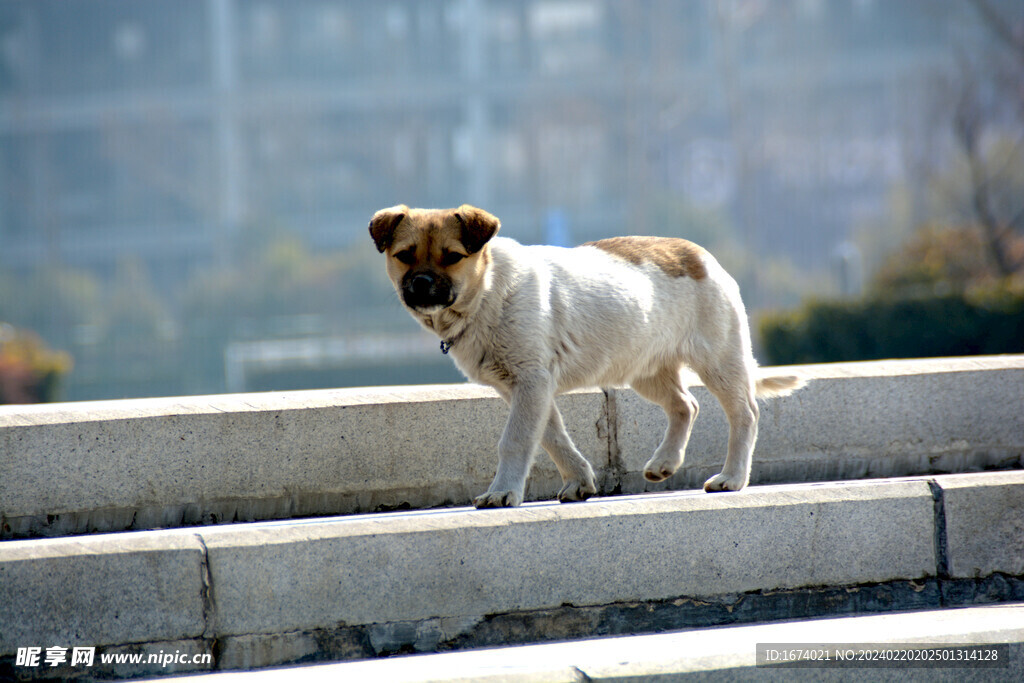 狗狗