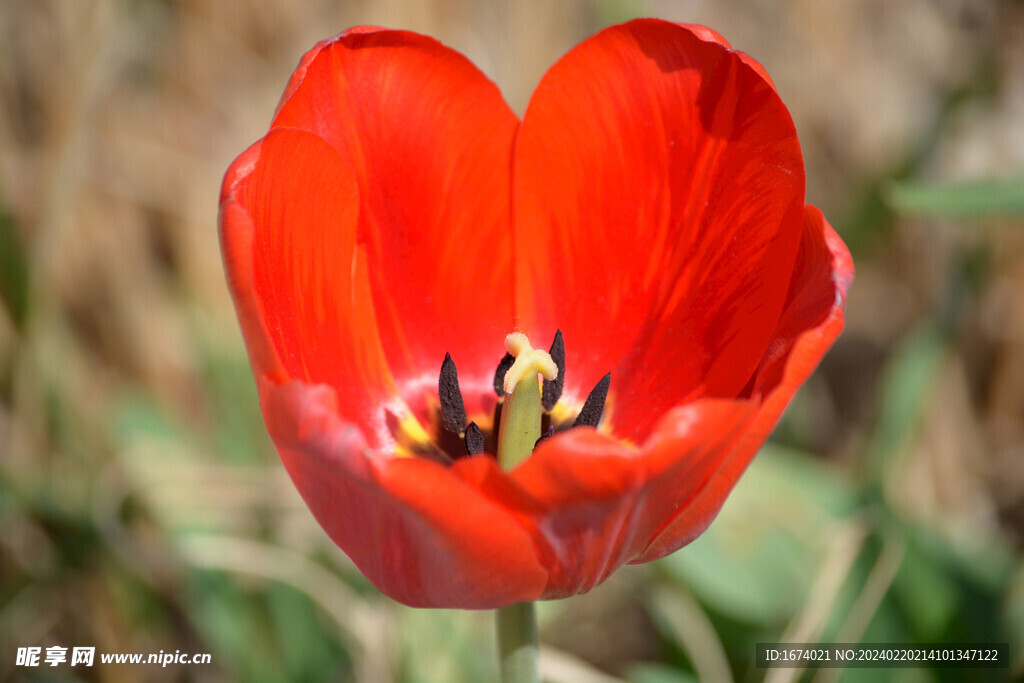 红色郁金香花蕊