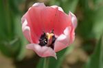 郁金香花蕊