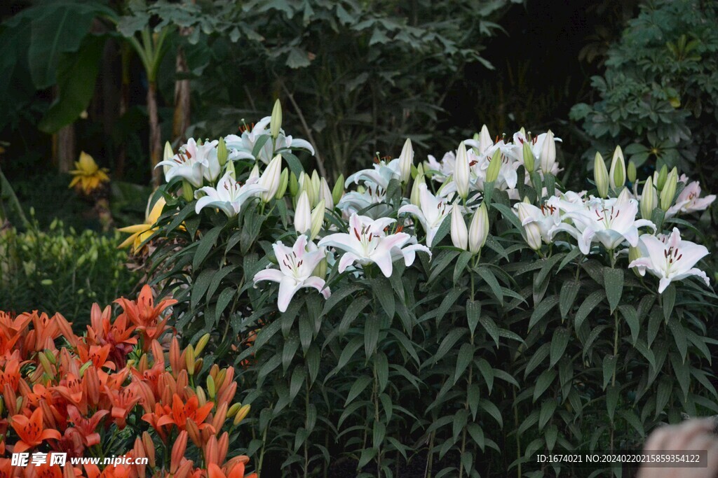 白色百合花