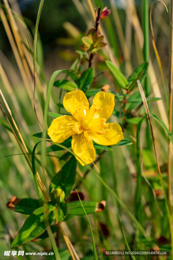 一点黄花