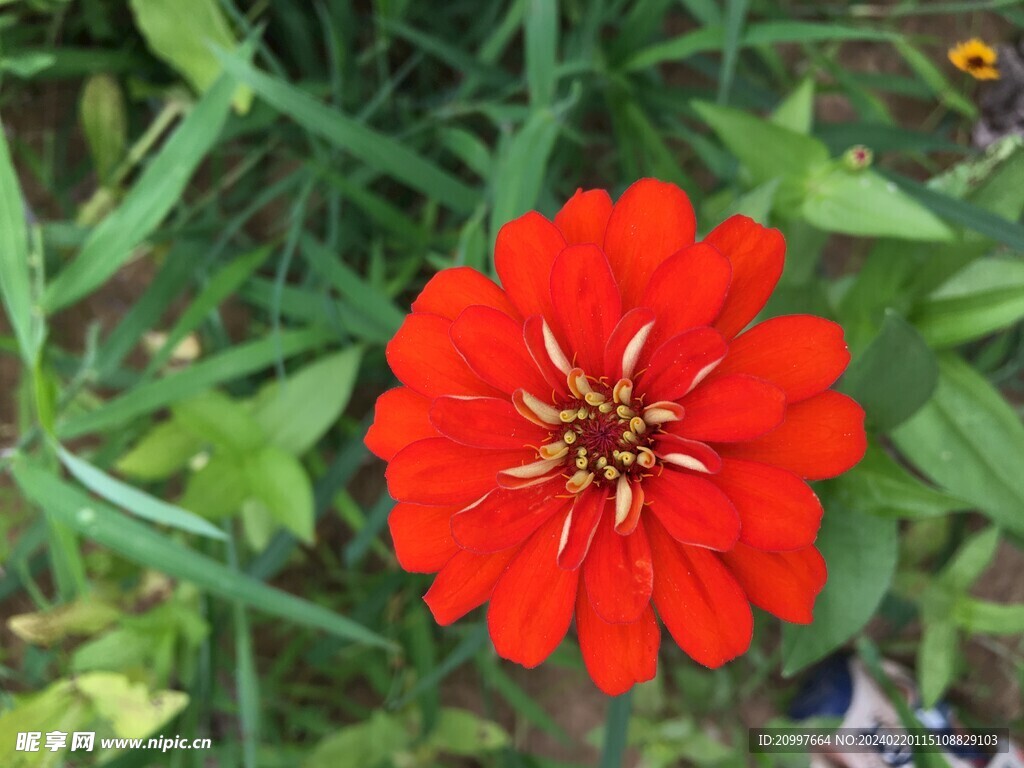 红色菊花