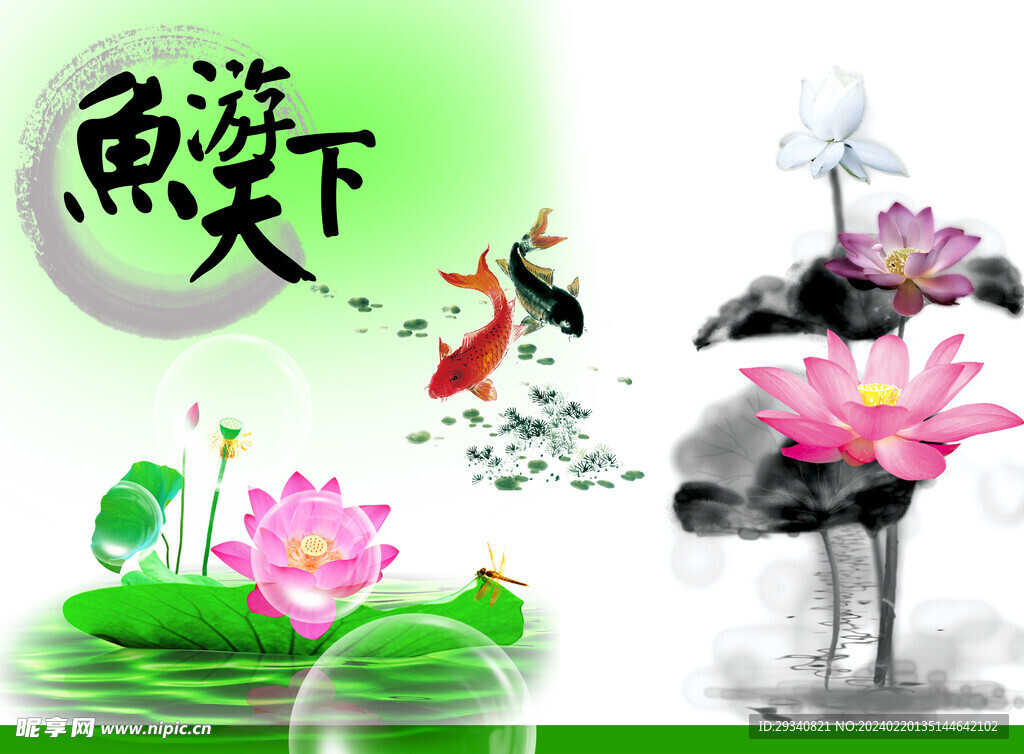 荷花 鱼