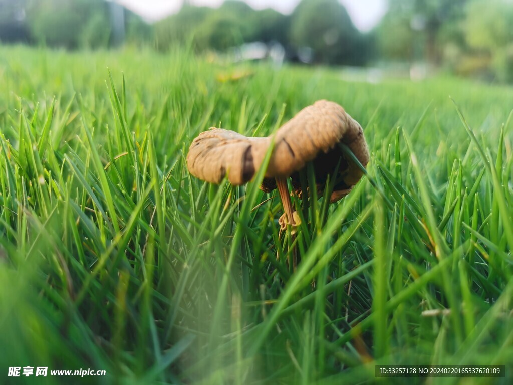 菇