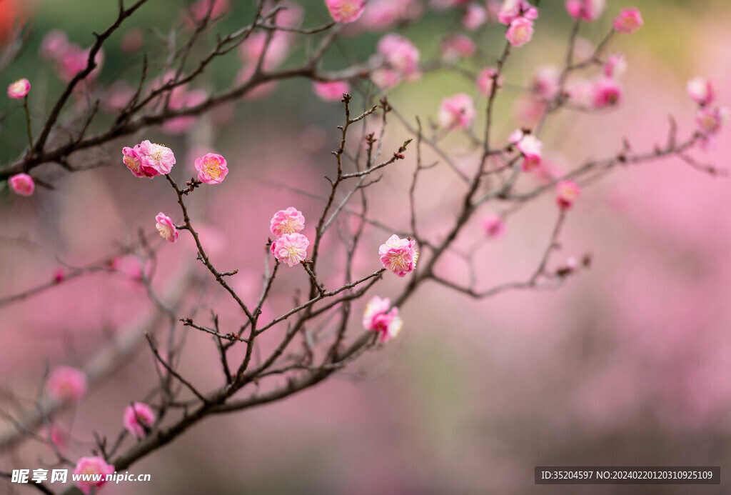 红梅花开