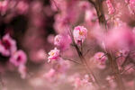 红梅花开