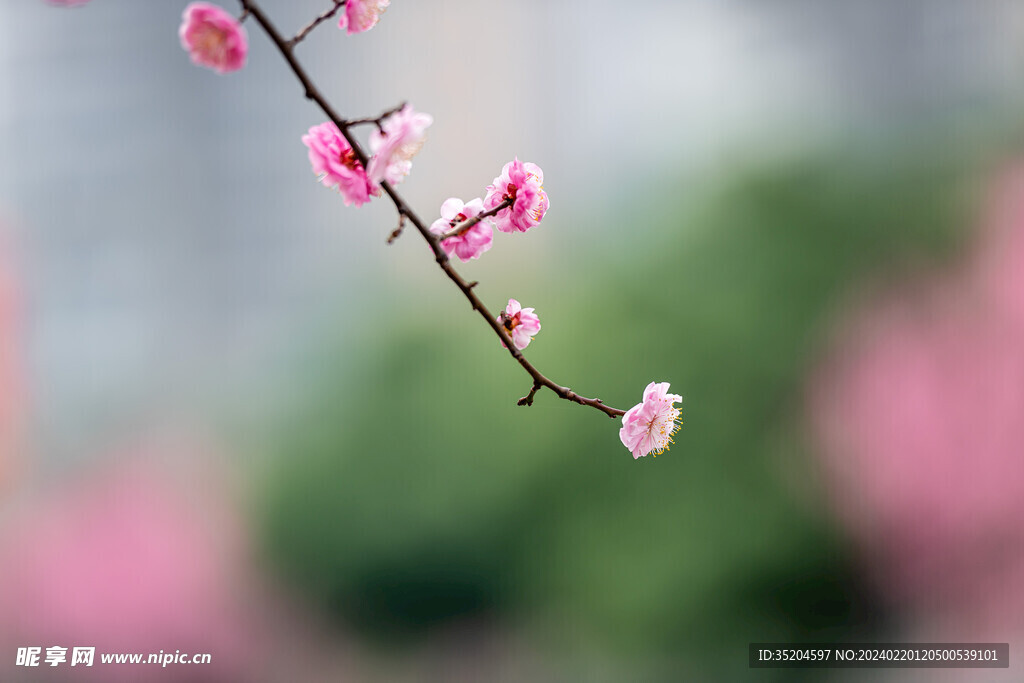 红梅花儿开