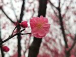 一花独秀