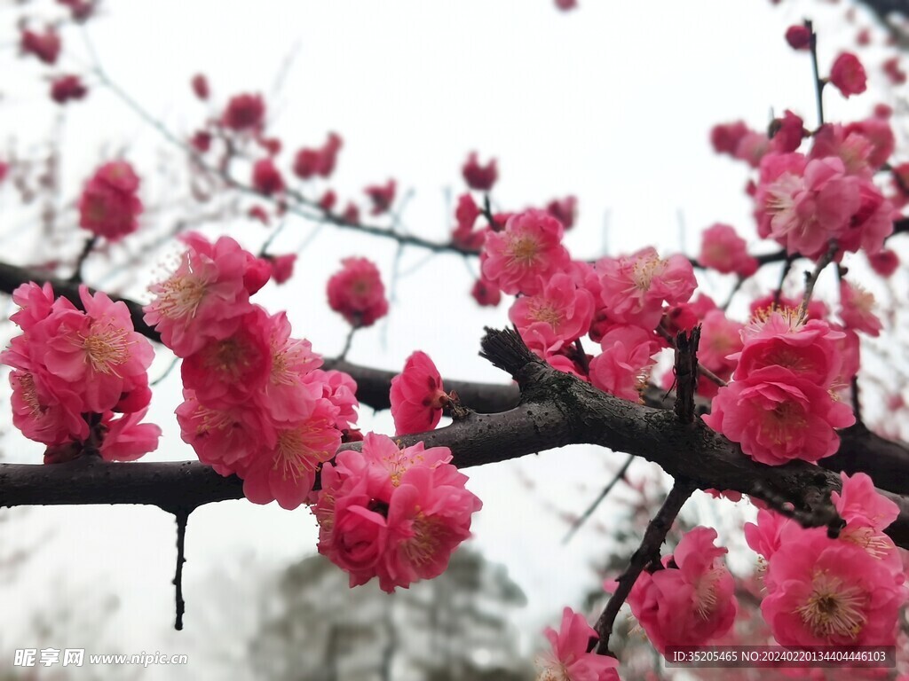 群芳压枝