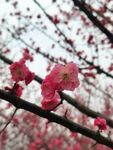 腊梅怒放