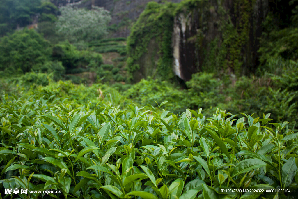 武夷山茶山茶叶