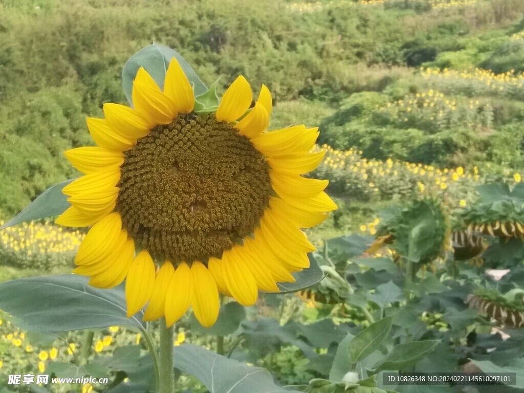 向日葵