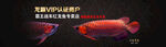 水族观赏鱼龙鱼海报banner