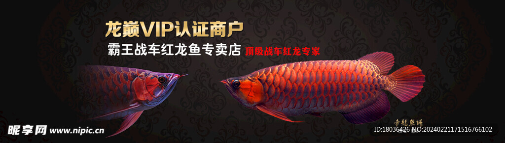 水族观赏鱼龙鱼海报banner