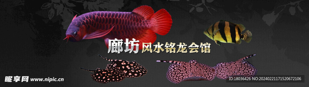 水族观赏鱼海报banner