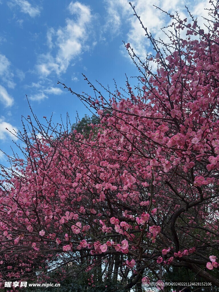 梅花盛开