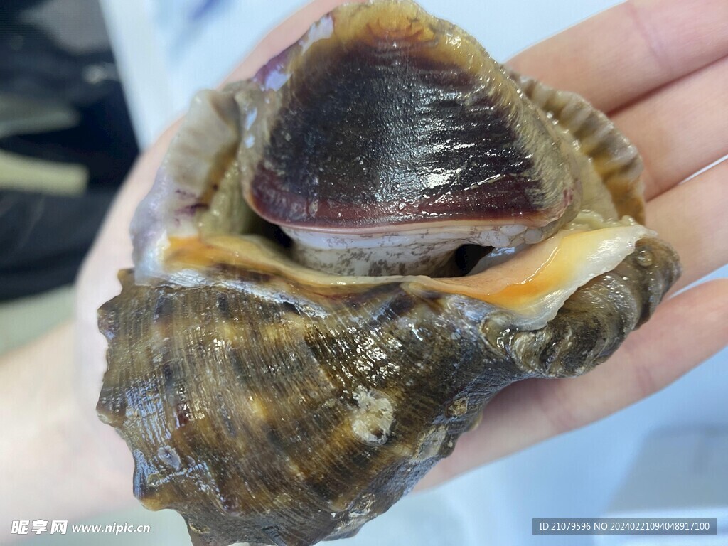 海螺