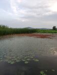 水生物