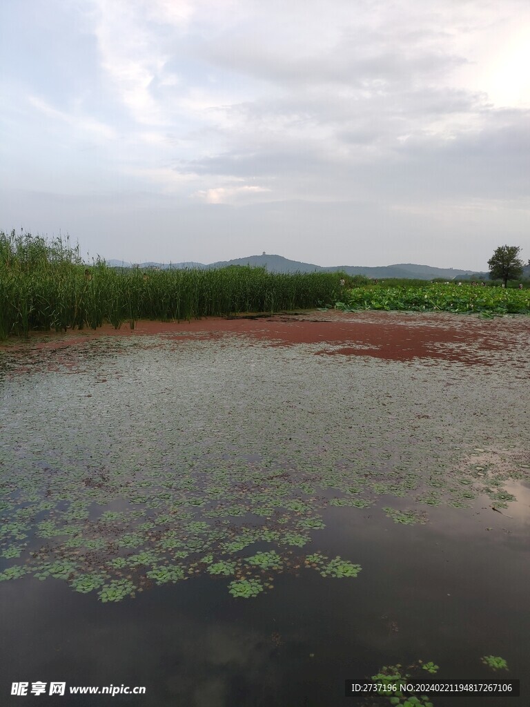 水生物