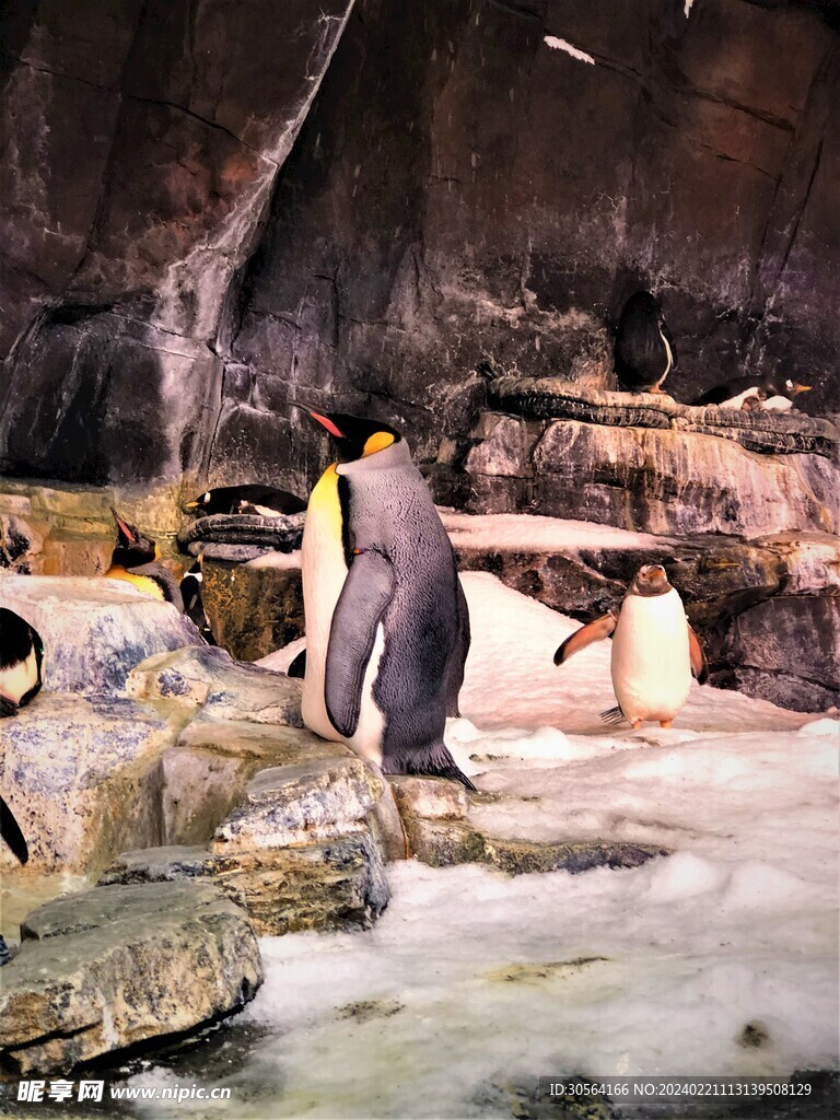 企鹅