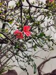 茶花