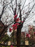 梅花