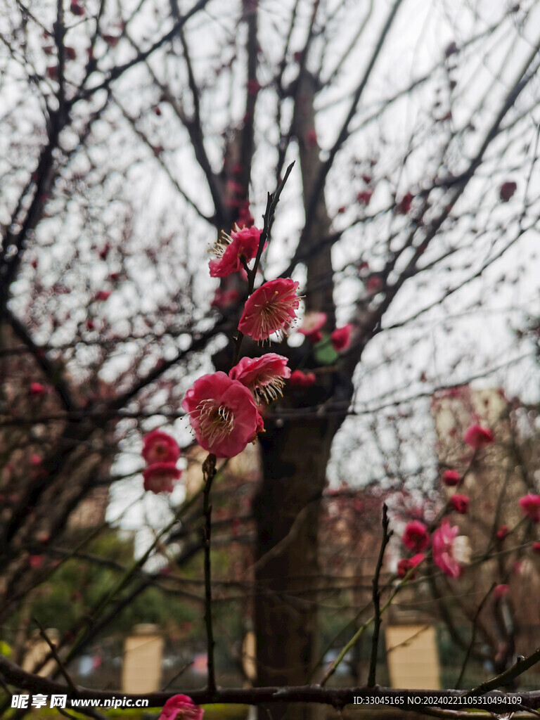 梅花