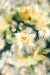 花瓣