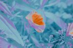 花瓣