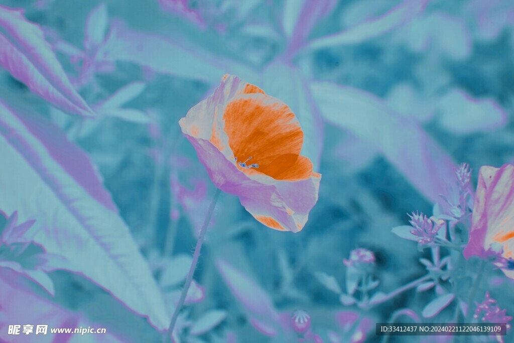 花瓣