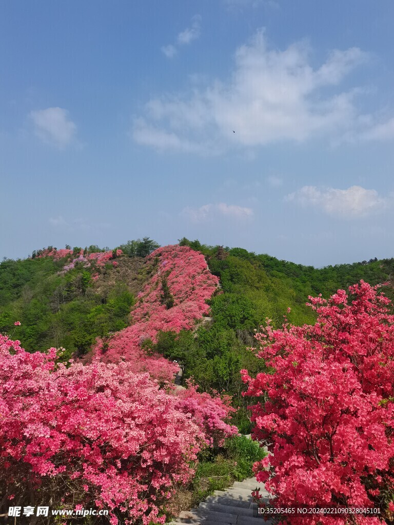 追逐白云的映山红