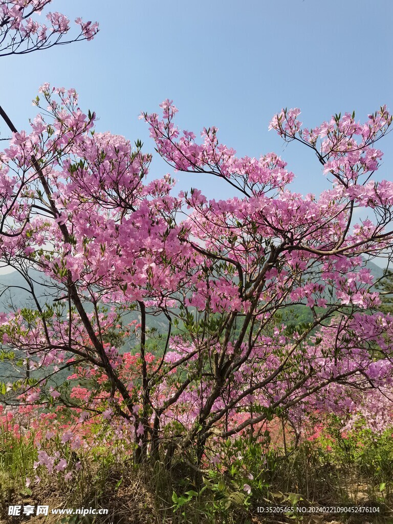 独立映山红