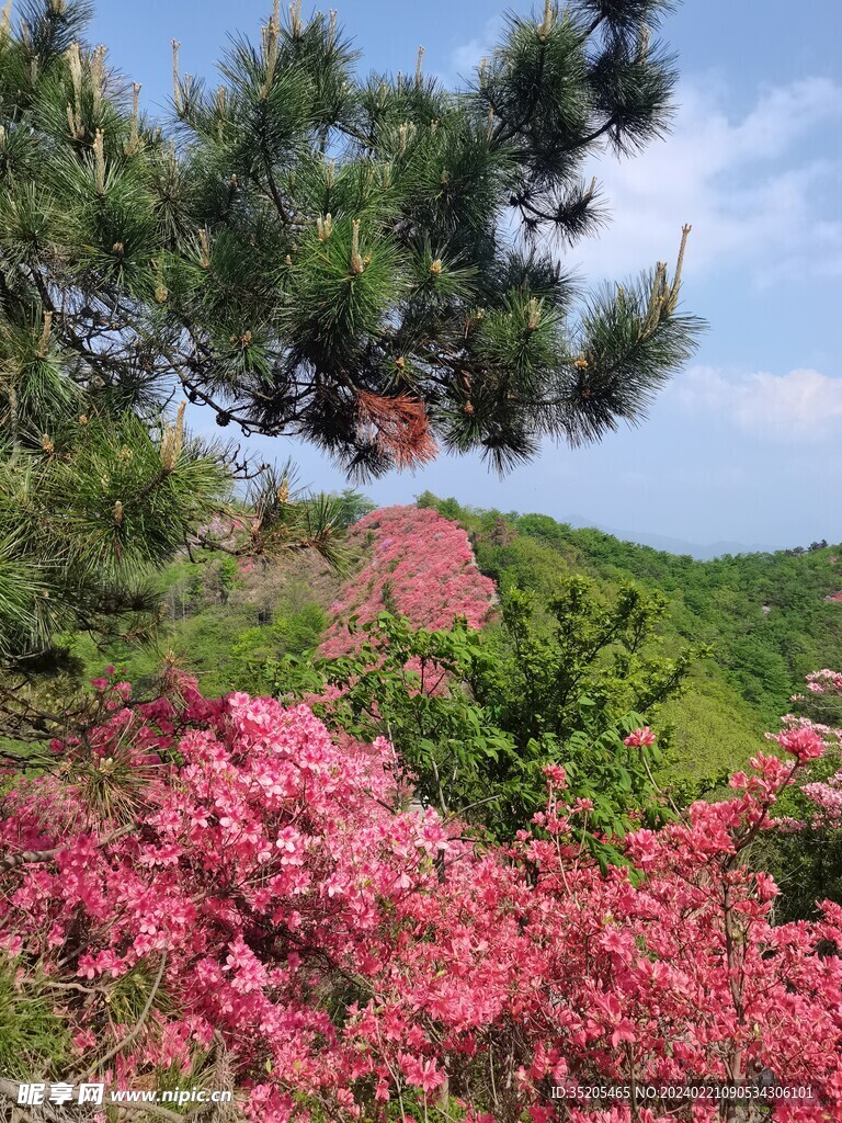 映山红