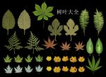 树叶大全