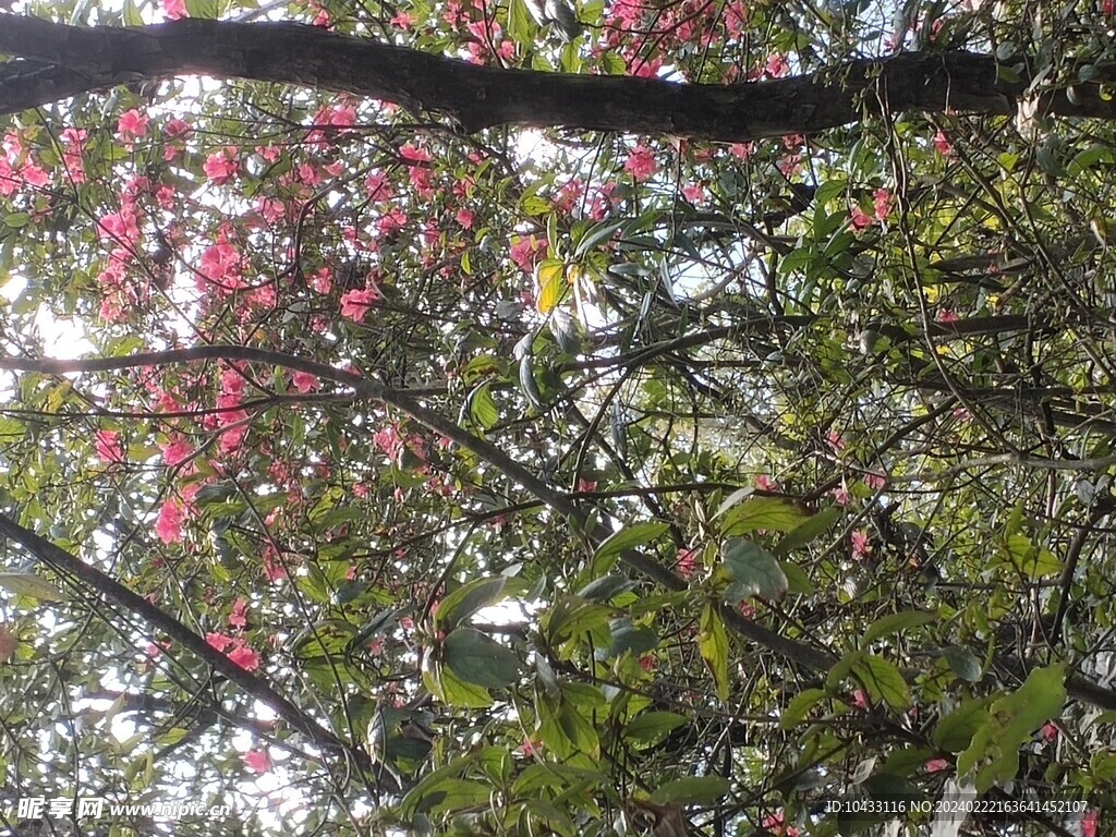 映山红