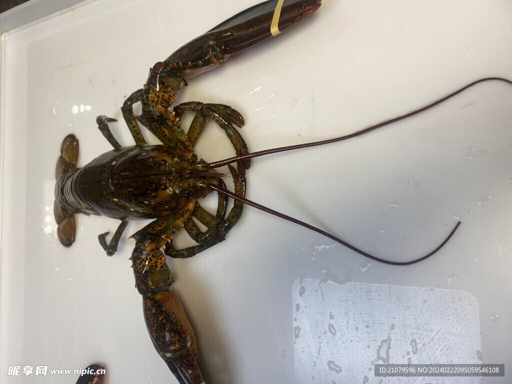 龙虾